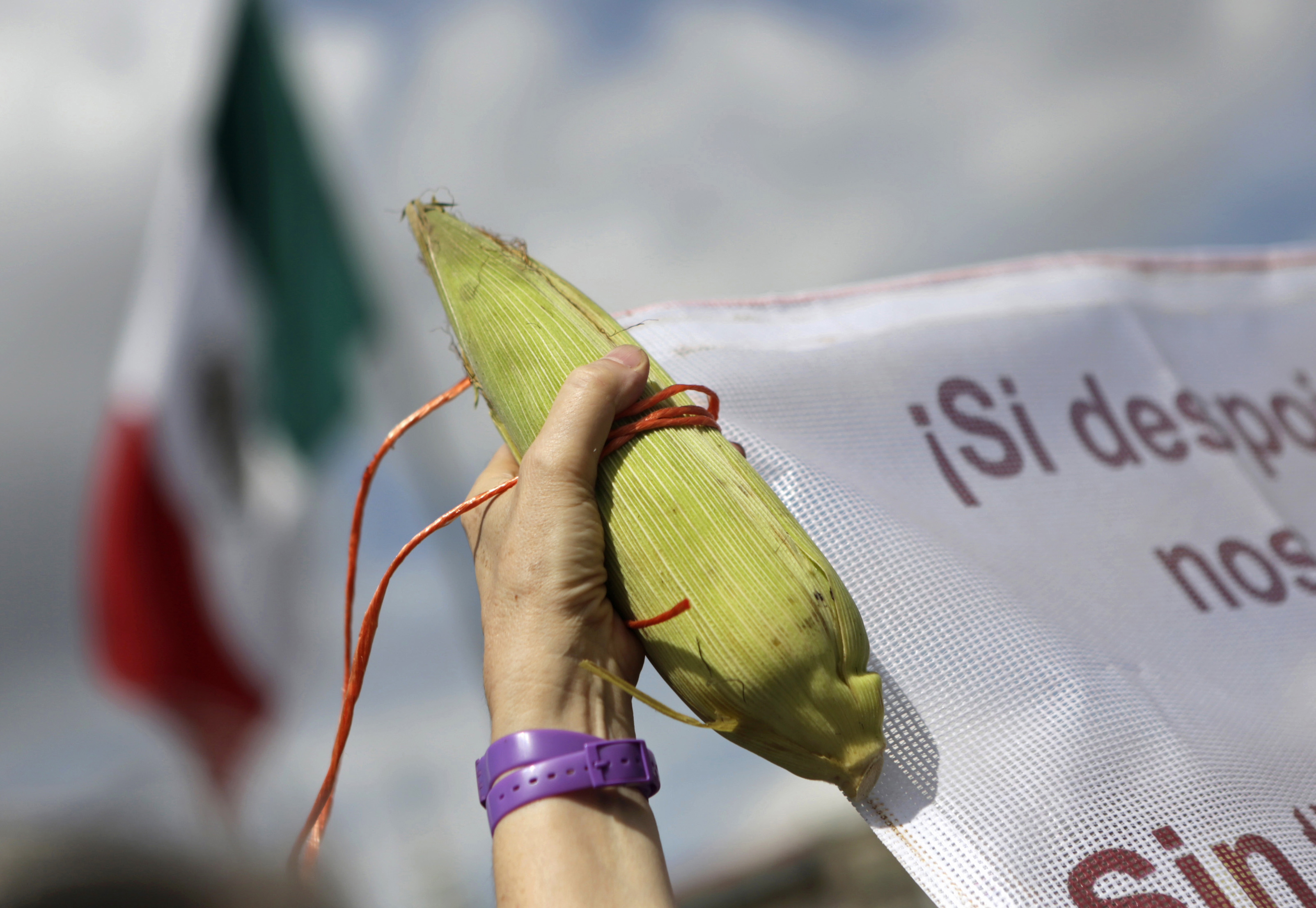 A Mexican demonstrator holds a corn cob on "Día Nacional del Maíz" (National Corn Day). Mexicans have an expression: "sin maíz, no hay país” (without corn, there is no country). Mexico has been increasingly reliant on US imports since NAFTA took effect. A Mexican demonstrator holds a corn cob on "Día Nacional del Maíz" (National Corn Day). Mexicans have an expression: "sin maíz, no hay país” (without corn, there is no country). Mexico has been increasingly reliant on US imports since NAFTA took effect.